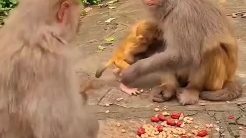 Baby monkey hold the mother mokey breast in the park,how monkey mother love for baby monkey