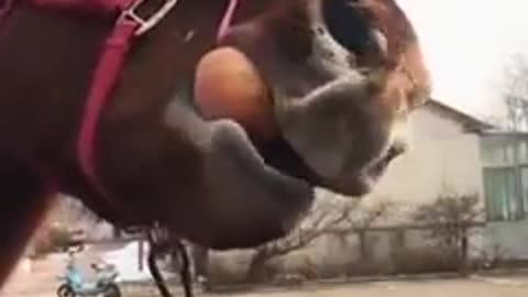 Very funny donkey see how it eats