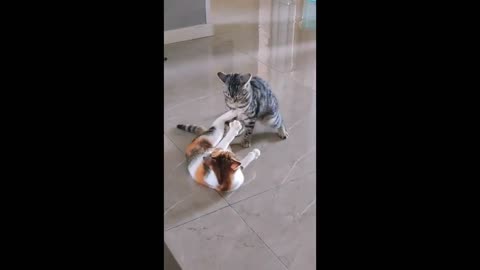Very cute fight between Cats #shorts