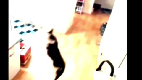 The cat escapes with a balloon