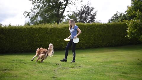 Commencer le frisbee avec son chien