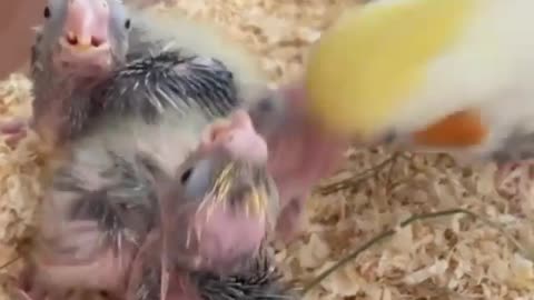 A female cockatiel bird feeds her young, a beautiful and creative view