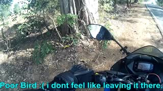 Bird Rescued by Biker