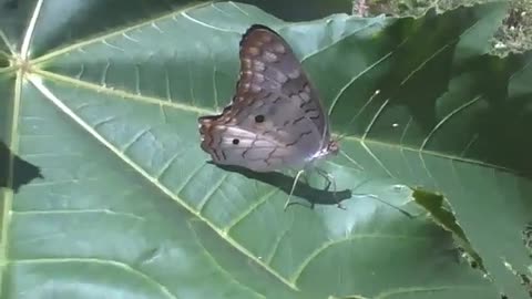 Beautiful butterfly on the castor bean leaf, the wings have many details [Nature & Animals]