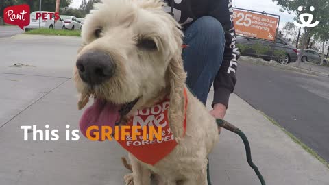 Griffin The Three-Legged Dog is Full of Happiness