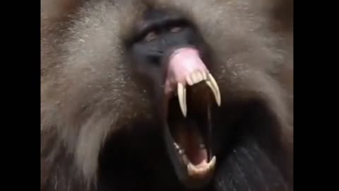 Baboon monkey with fangs 😱