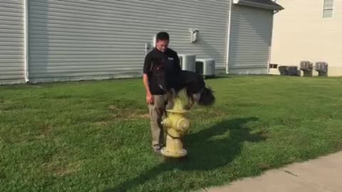 Expert! Placing On A Fire Hydrant! Amazing Dog