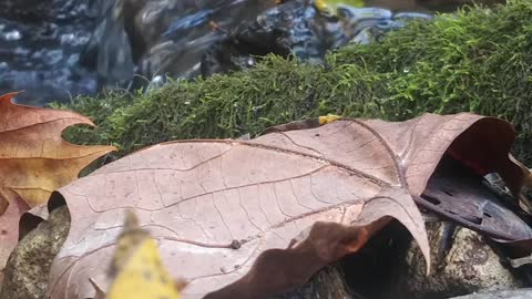 Relaxing Autumn Leaf by a Mountain Stream Scenic Up Close Sounds of Nature Beautiful Flower Calming