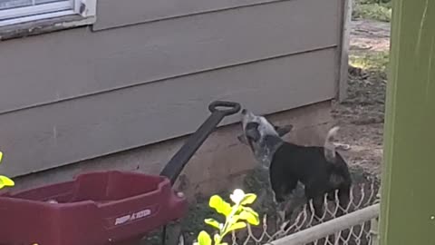 Dog attacks wagon