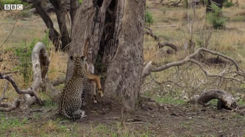 Leopard cubs learn how to hunt by playing with their preys.