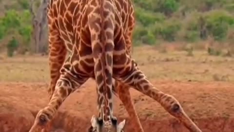 A giraffe with its head down to drink