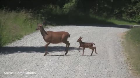 Baby Deer (fawn)