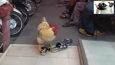 Funny Chickens Try Not To Laugh - Funniest Animals Videos 2021