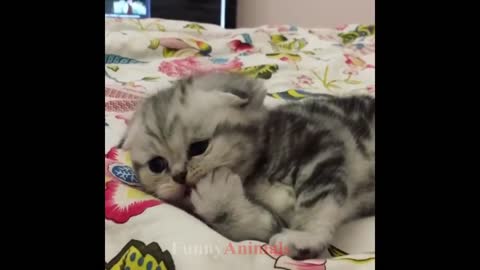 So many cute kittens videos compilation