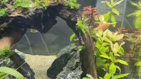 very beautiful fish tank scenery