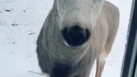 Very Beautiful Deer #shorts #viral #shortsvideo #video