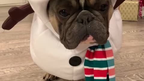 French Bulldog models adorable snowman costume