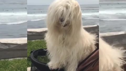 Havanese puppy playing and barking