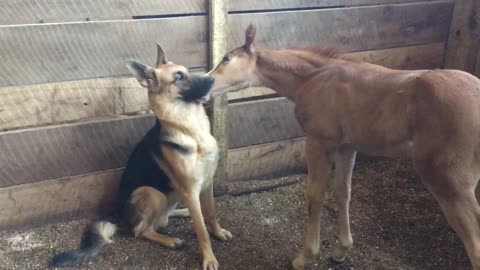Curious German Shepherd Befriends Playful Foal In The Barn