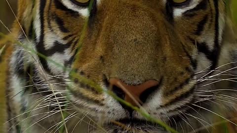 Nice tiger eyes