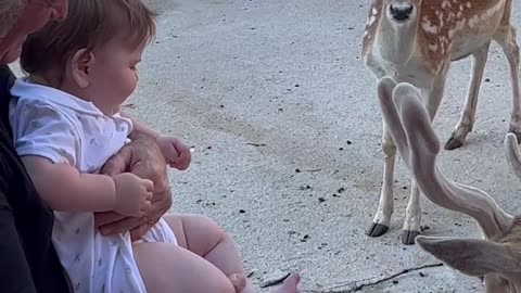 Curious Deer Make Little One Giggle