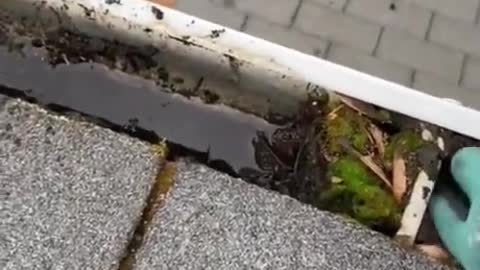 Satisfying Virgo of cleaning the gutters on a house