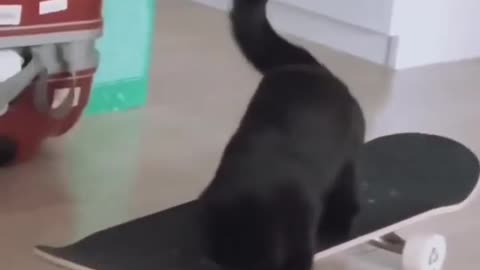 Cat Taking a Skateboard Ride