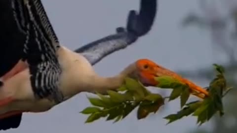 Endangered birds flying