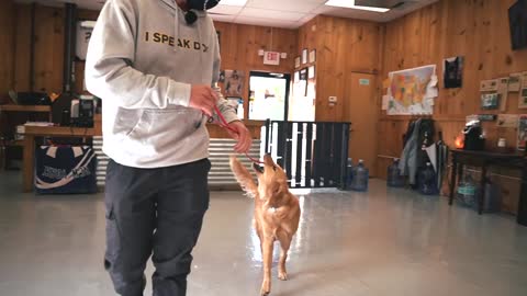 See this training of a puppy golden retriever