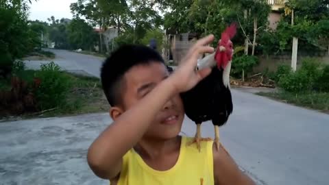 How to train a rooster to be nice (or at least to stop attacking you).