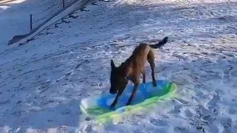 Doggy Olympic Winter Games