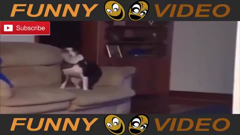 funny videos ●●● Funny animals ●●● Smart animals ●●● 2024