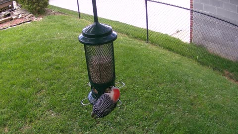 Red Bellied Woodpecker April 23, 2021