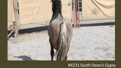 Meet WSFF's South Steen's Gypsy