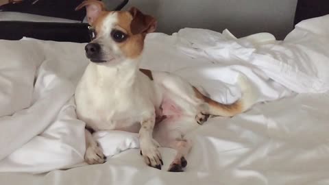 Chihuahua cleaning his privates in SLO-MO