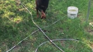 Fake dog throw in backyard