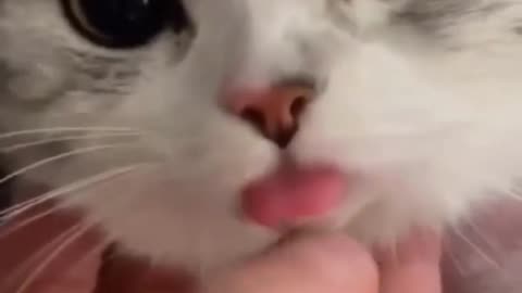 Cute cat 😺 reaction