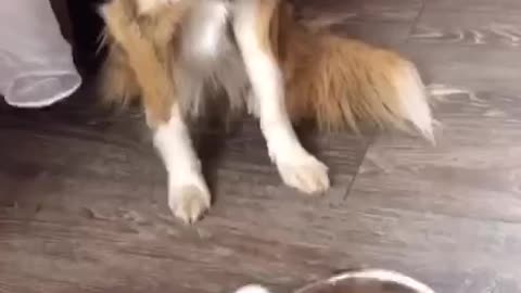 The dog's reaction is wonderful and smart