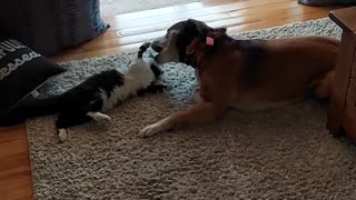 Dog playing with cat