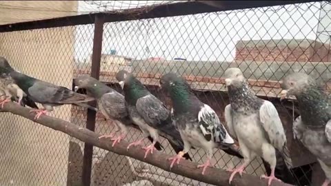 Shikrà blue breeder pair pigeon beautiful tadeey pigeon