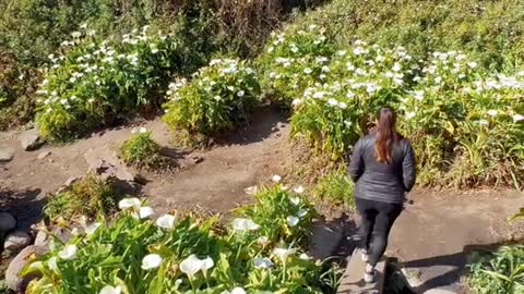 The best stop on Highway 1 to see wildflowers?