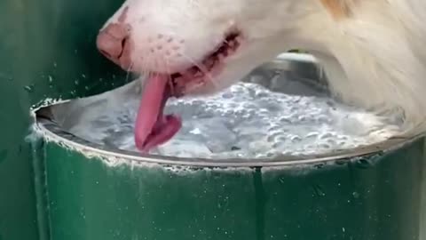 Cachorro bebendo muita água - Pets