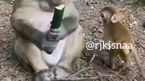 rj kisna funny monkey videos - Kaleshi kancha - dub kendra kisna @rjkisnaa @kisna.red