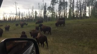 Large Wild Buffalo Herd