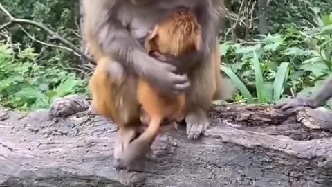 Mom monkey caring her child