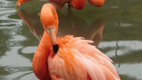 Strange bird flamingo