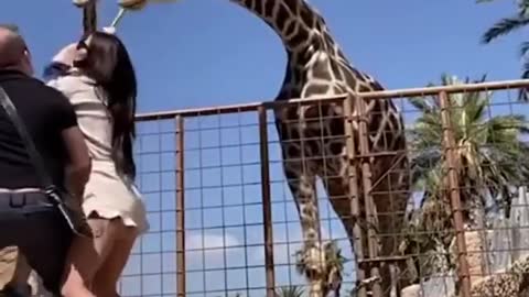 little boy feeding the giraffe