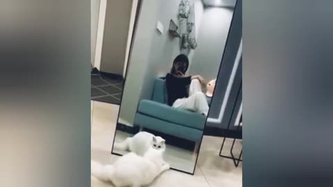front of the mirror, how she is moving, how cute the cat is.