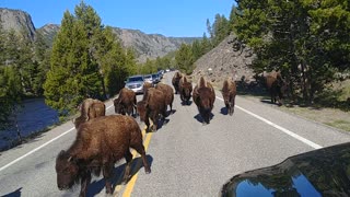 Bison Block Road to Yellowstone