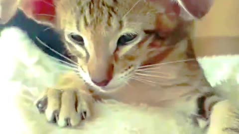 Baby Cats | Cute and Funny Cat Videos